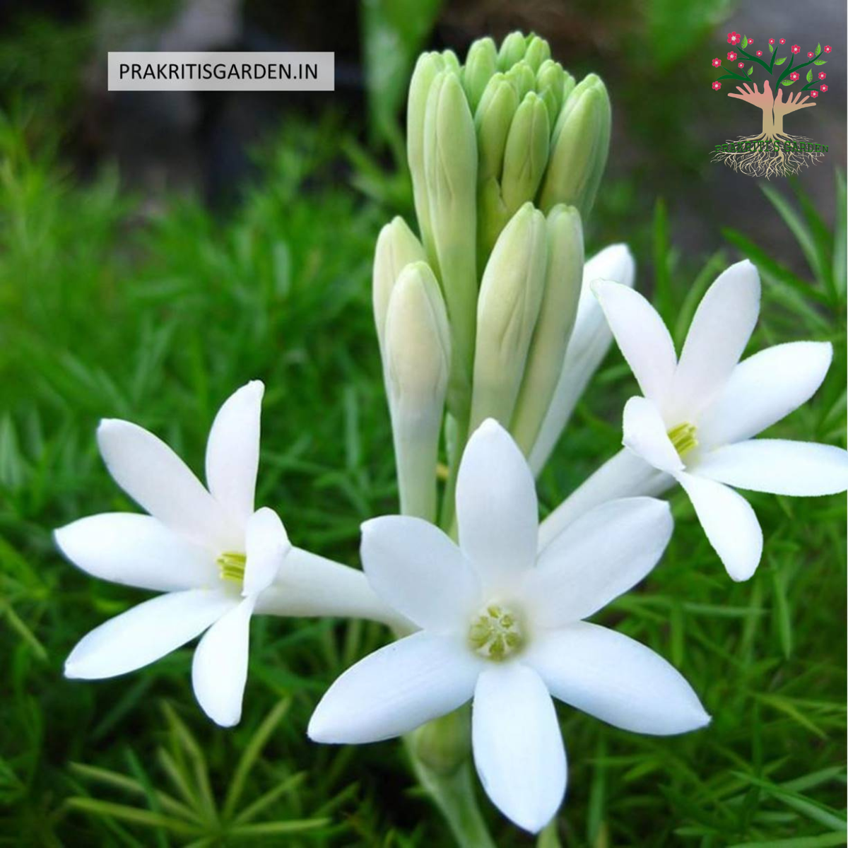 Rajnigandha tuberose flowers
