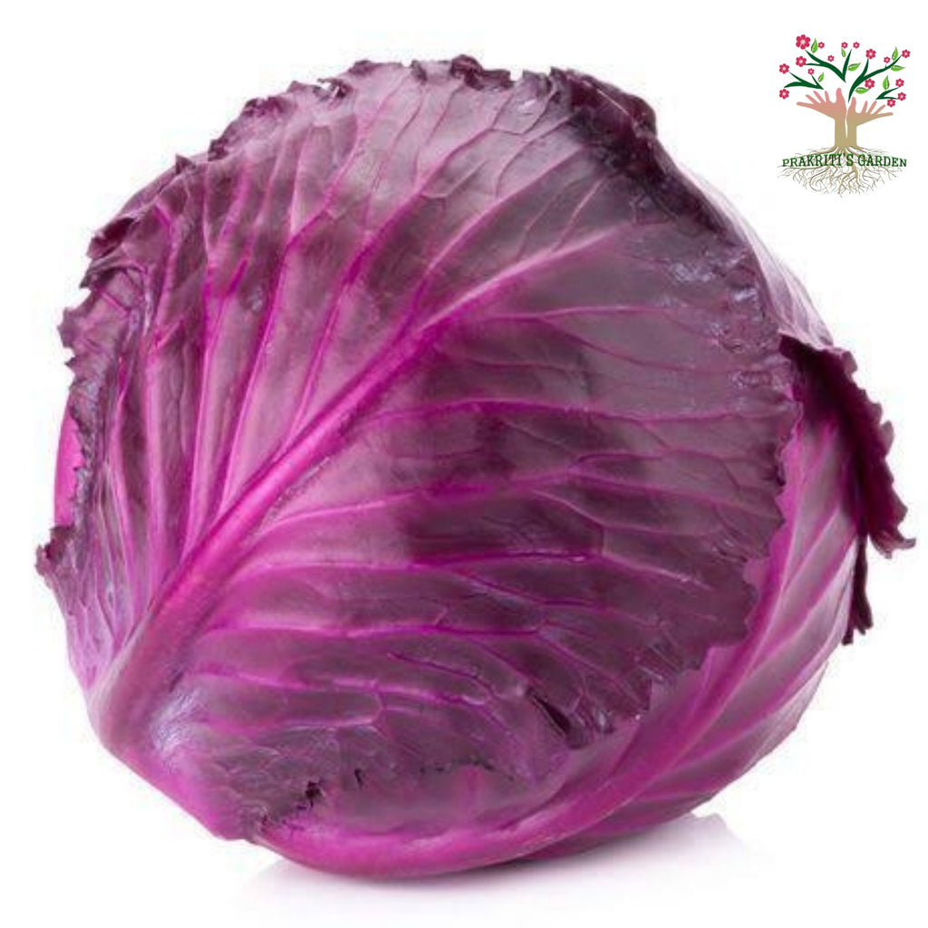 Red cabbage head