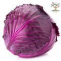 Red cabbage head