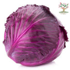 Red cabbage head
