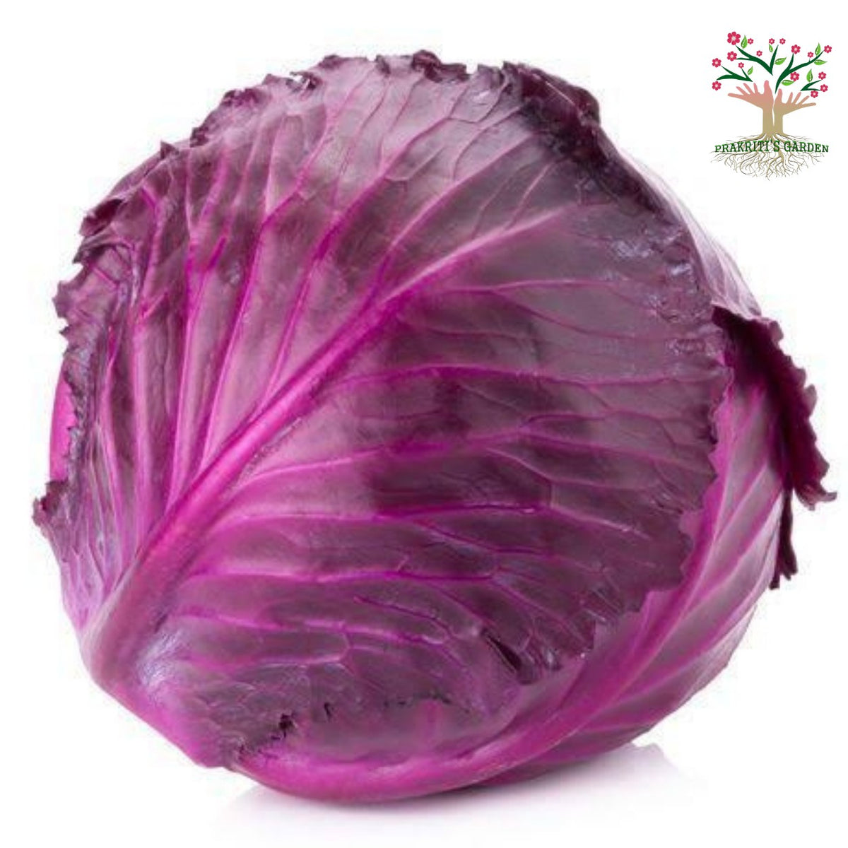 Red cabbage head