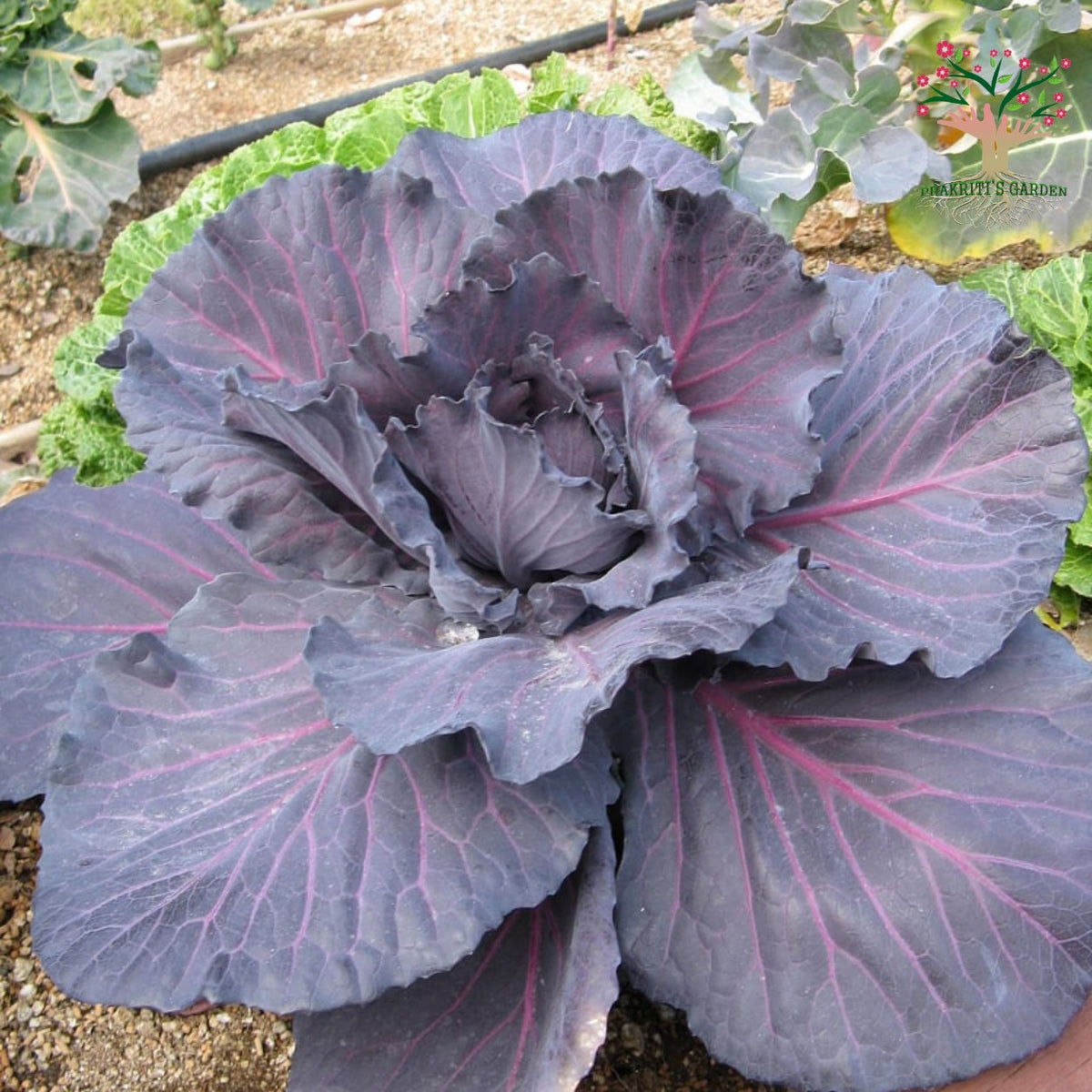 Red cabbage growing in garden