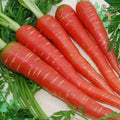 Desi red carrots (gajar)