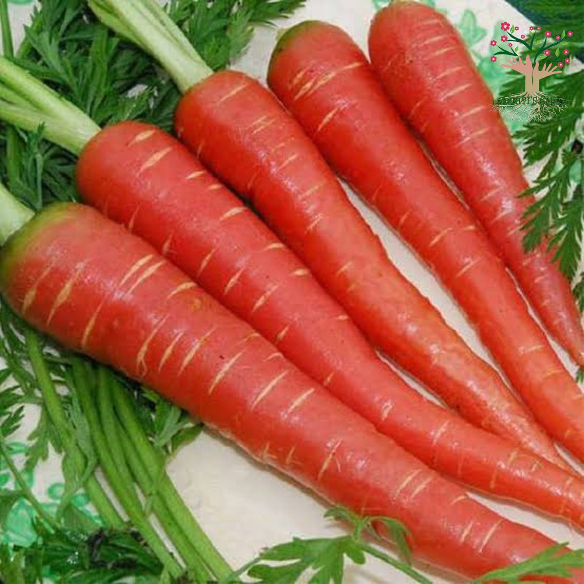 Desi red carrots (gajar)