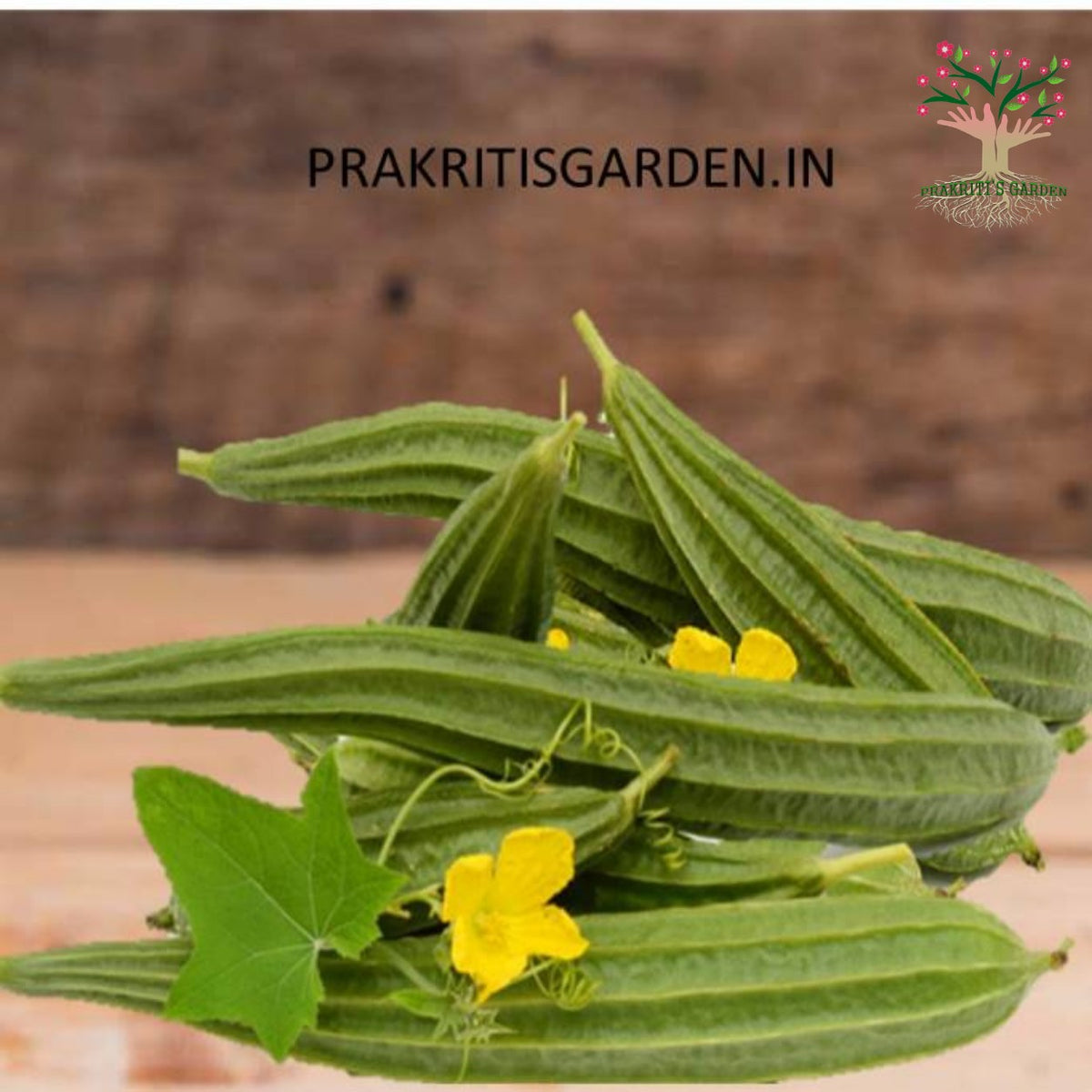 Ridge gourd (turai) with flower