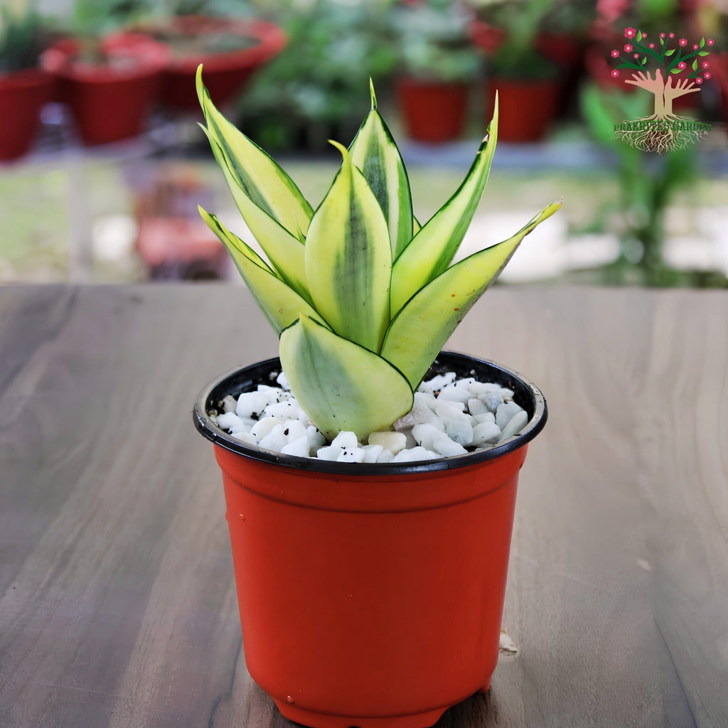 Sansevieria Golden Hahnii in pot