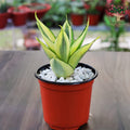 Sansevieria Golden Hahnii in pot