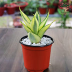 Sansevieria Golden Hahnii in pot