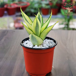 Sansevieria Golden Hahnii in pot