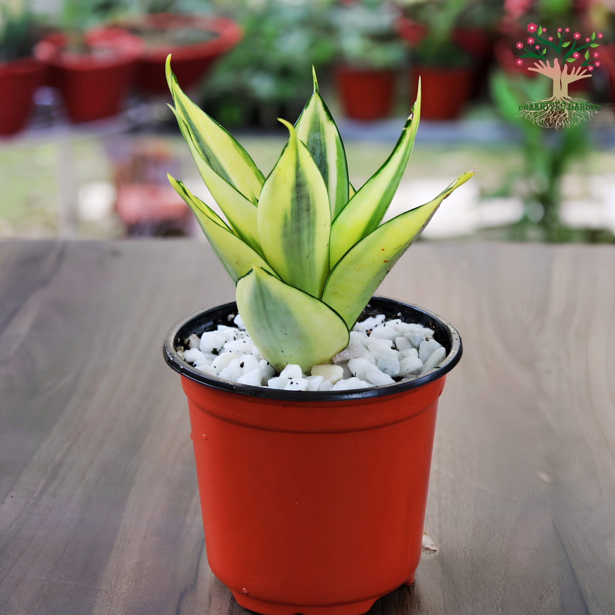 Sansevieria Golden Hahnii in pot