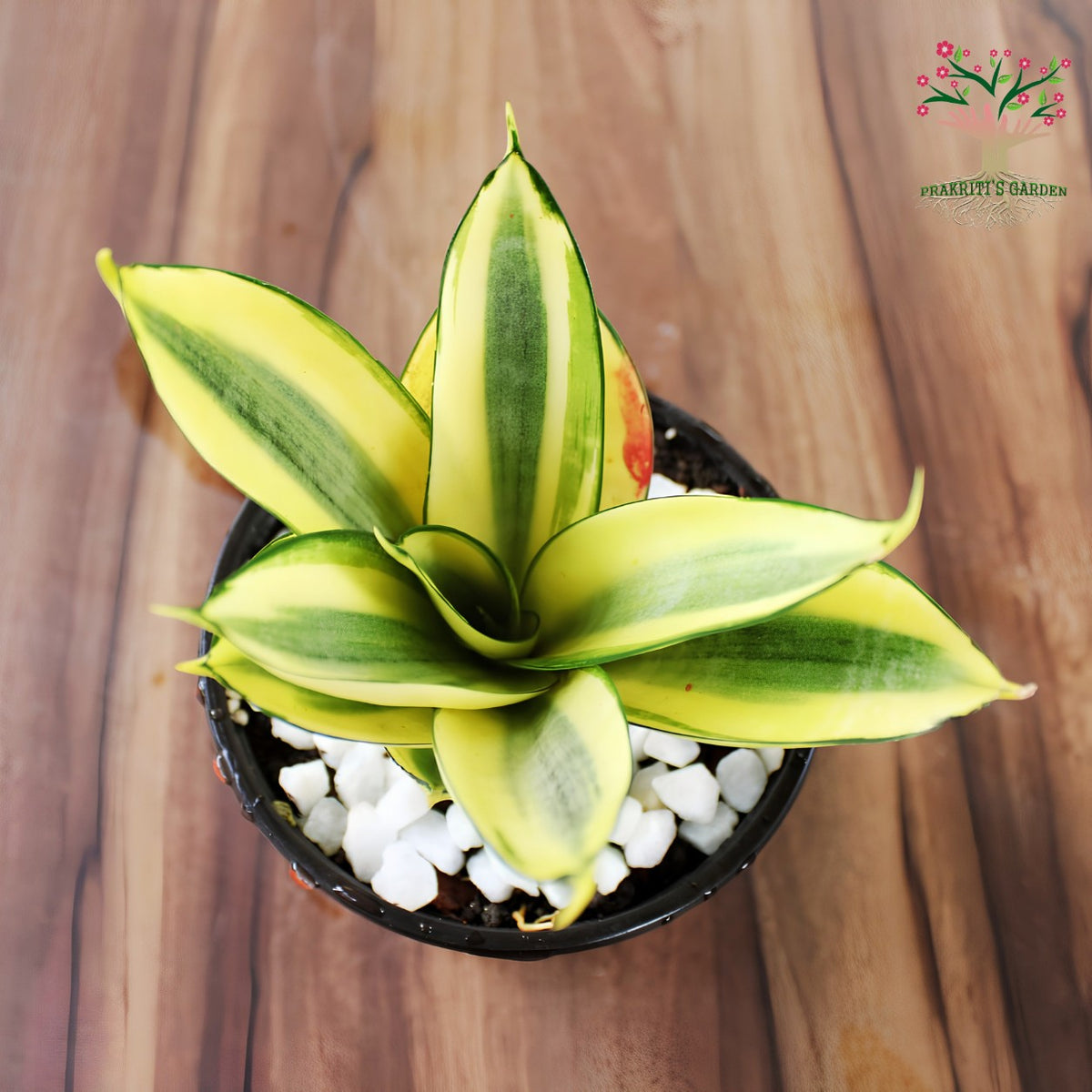 Golden Hahnii snake plant with yellow edges