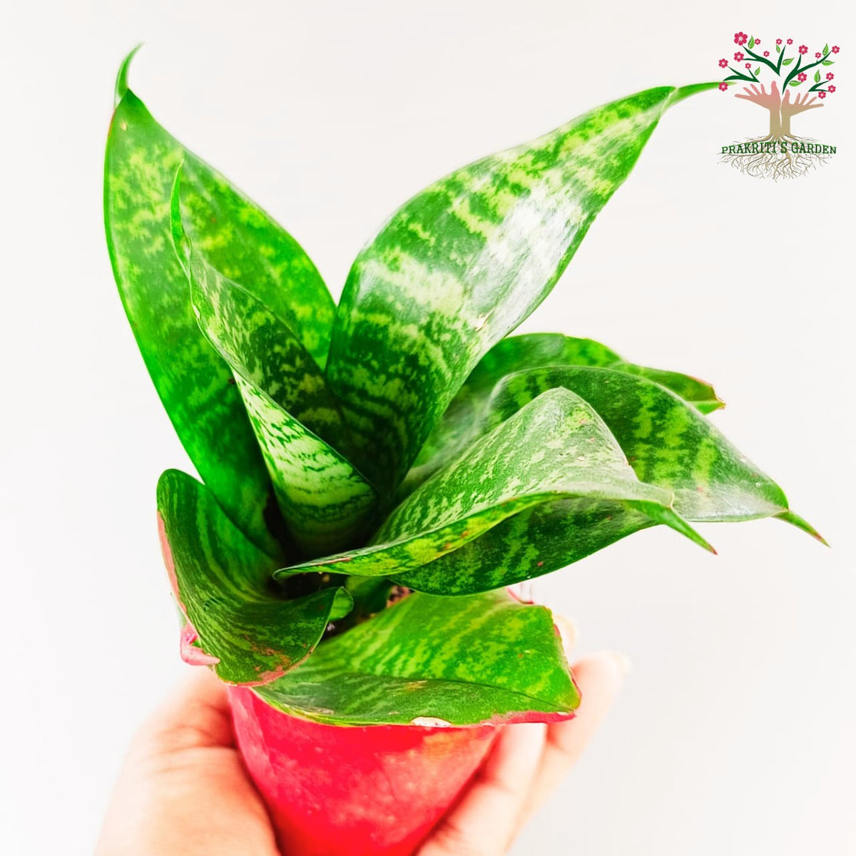 Sansevieria Hahnii green bird's nest snake plant