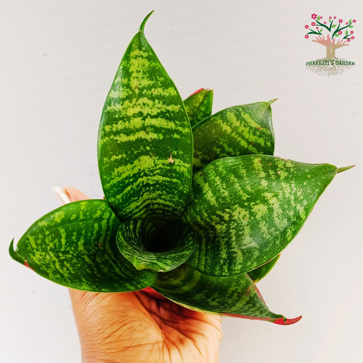 Green Hahnii snake plant in hand