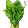 Fresh spinach (palak) bunch