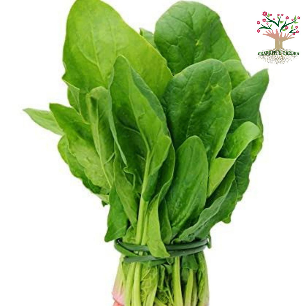 Fresh spinach (palak) bunch