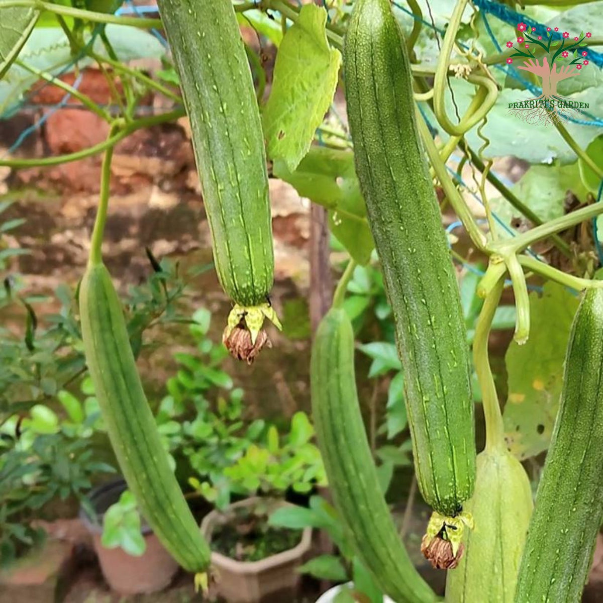Sponge gourd on vine