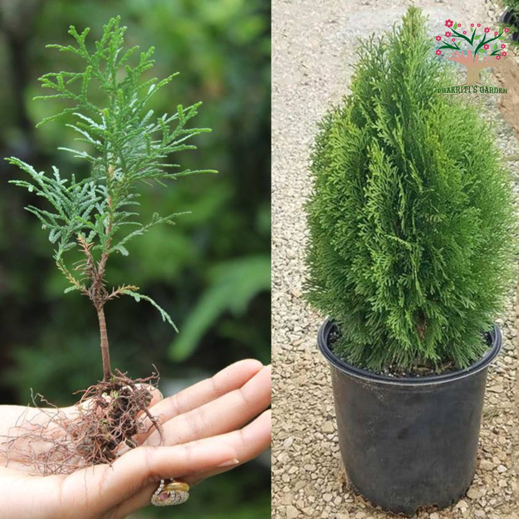 Golden thuja (morpankhi) plant