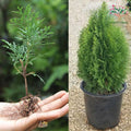 Golden thuja (morpankhi) plant
