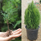 Golden thuja (morpankhi) plant