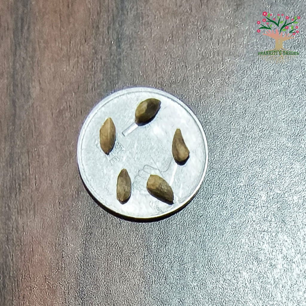 Thuja seeds