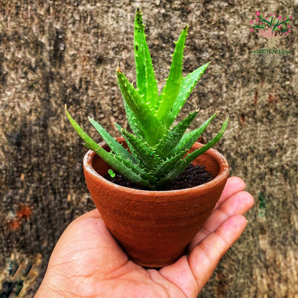 Tiger tooth aloe (Aloe juvenna) in pot