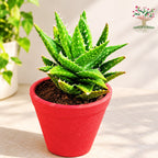 Aloe juvenna succulent in red pot