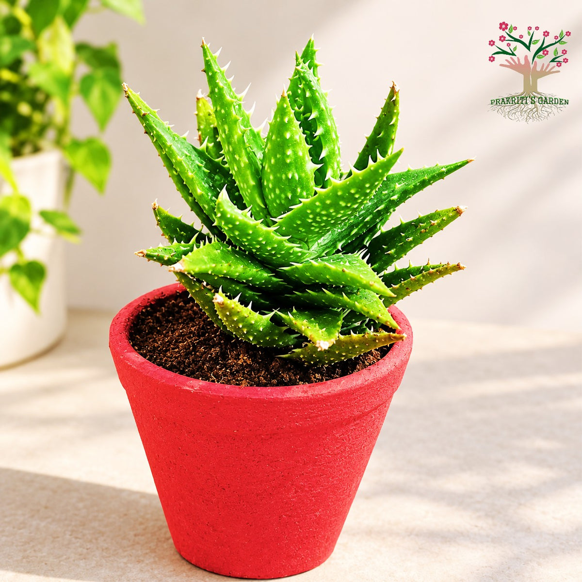 Aloe juvenna succulent in red pot