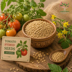 Tomato hybrid seeds with fresh tomatoes