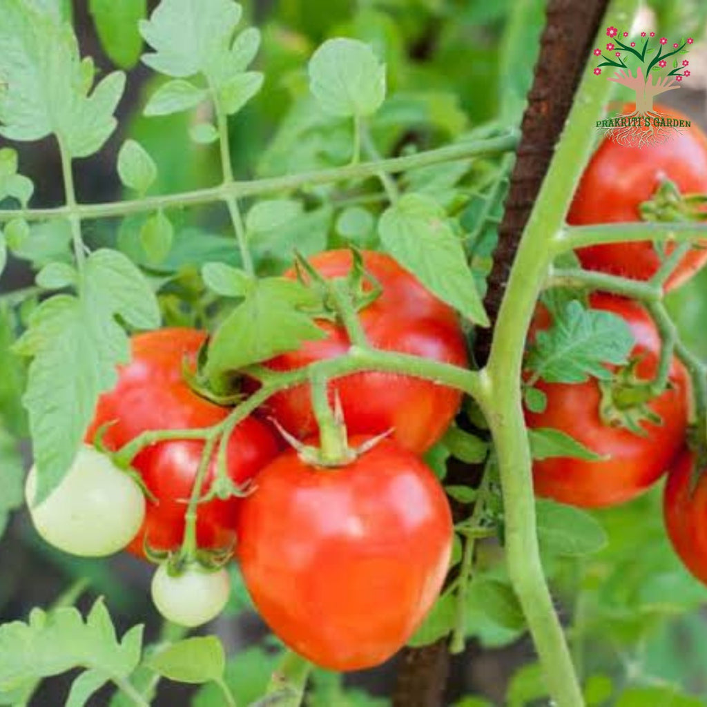 Hybrid tomato plant with fruits