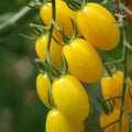 Yellow exotic tomatoes on vine