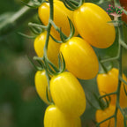 Yellow exotic tomatoes on vine