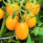 Yellow exotic tomato cluster