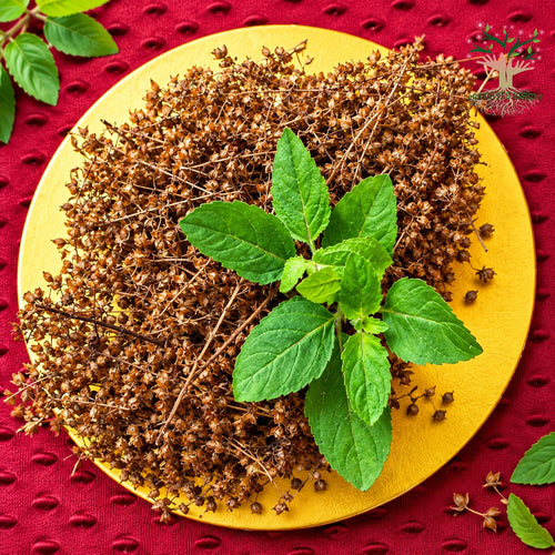 Tulsi (holy basil) plant and seeds