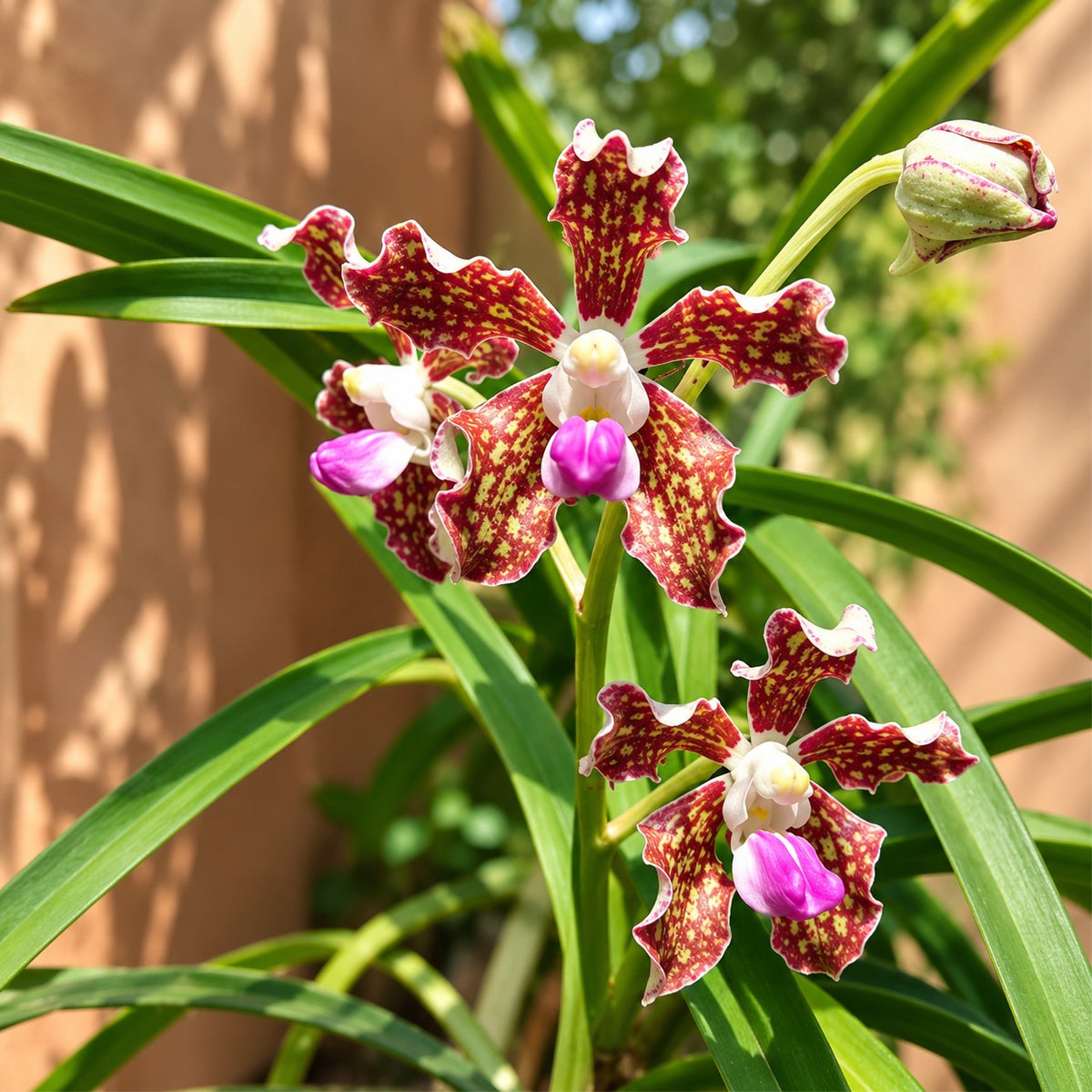 Vanda tessellata orchid flowers