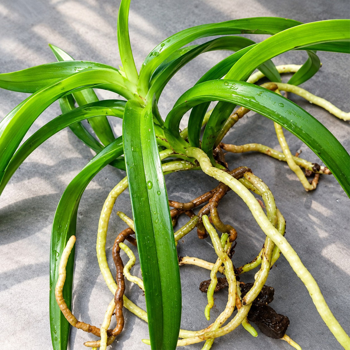 Vanda tessellata orchid plant with aerial roots
