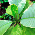 Variegated plumeria leaves