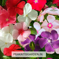 Vinca dwarf mixed colour flowers