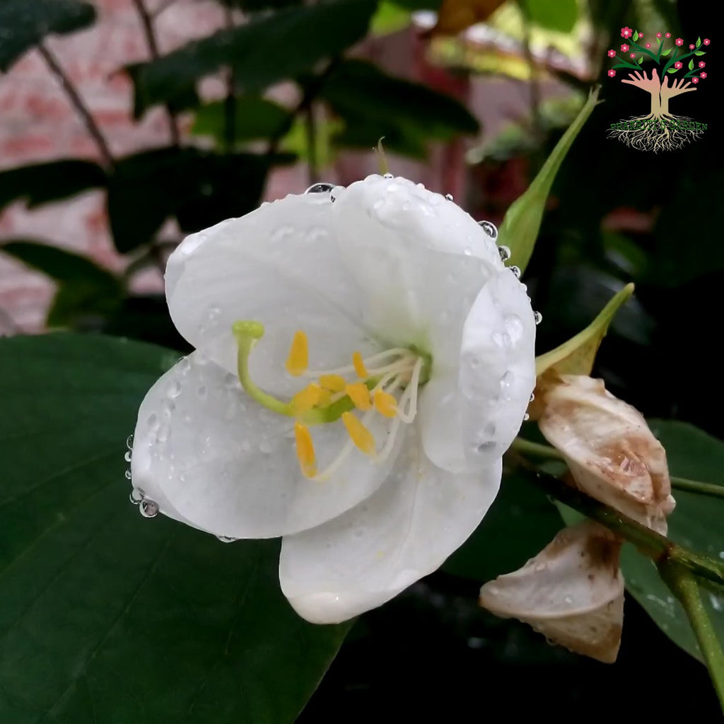 White kachnar (orchid tree) flower