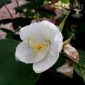 White kachnar (orchid tree) flower
