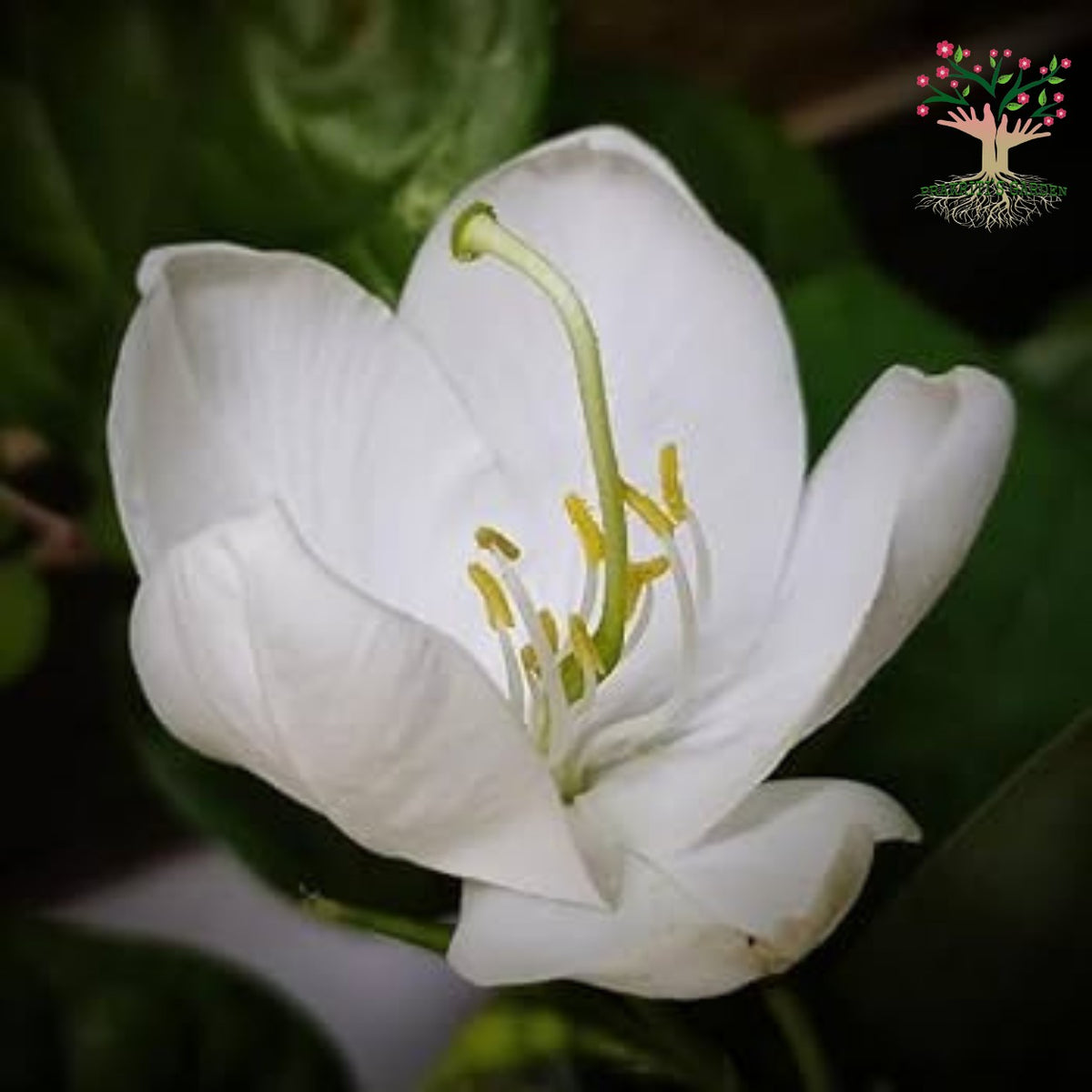 White kachnar flower in bloom