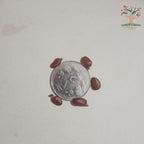 White kachnar seeds