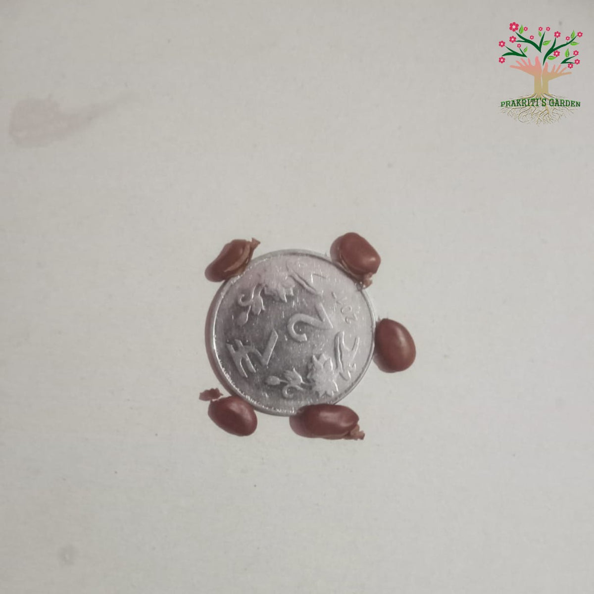 White kachnar seeds