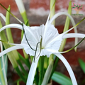 White Spider Lily flower