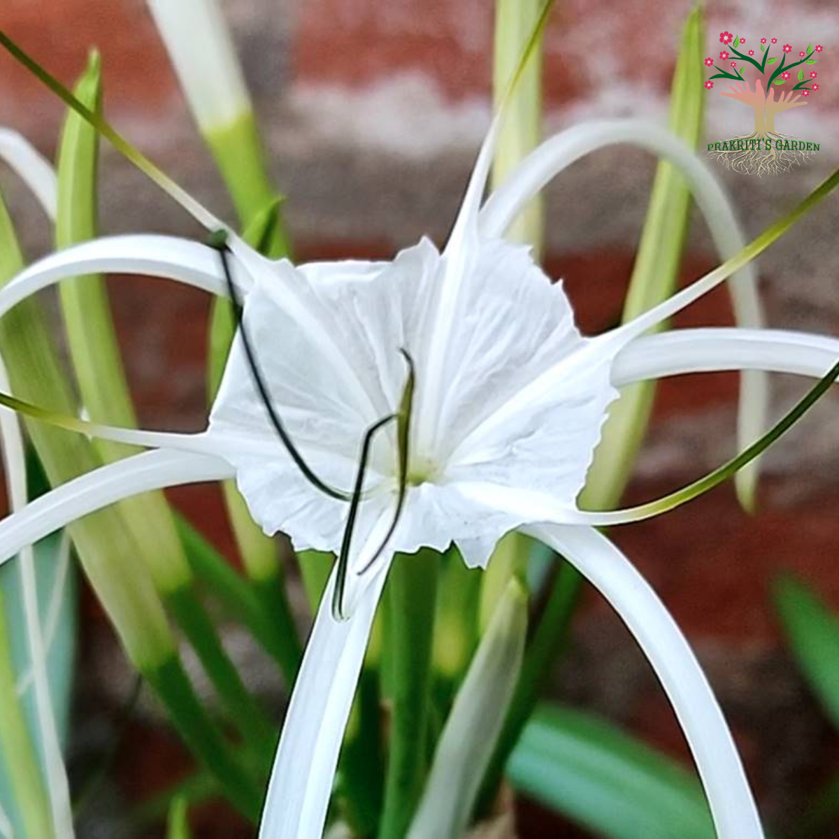 White Spider Lily flower