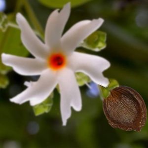 Night Jasmine/Harshringar/Parijat ( 12 Seeds )