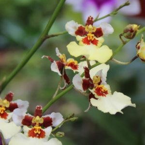 Dancing-Lady Orchid ( Oncidium )