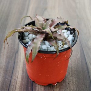 Earth Star ( Cryptanthus Brown )