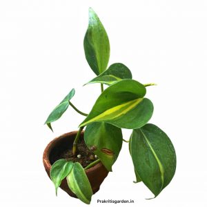 Philodendron scandens Brasil – Sweetheart Plant