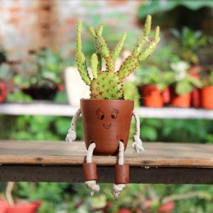 Bunny Ear Cactus in Cute Pot