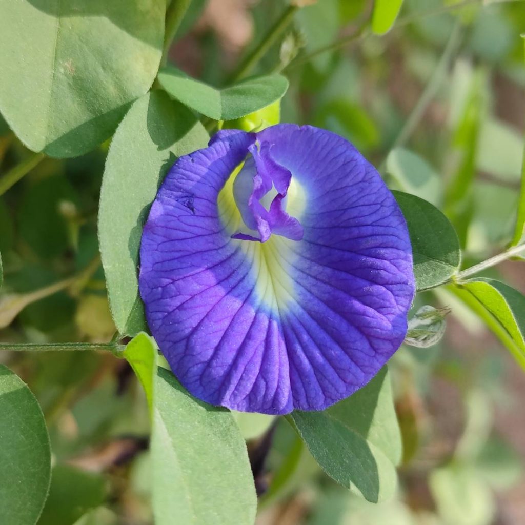 Aparajita Blue Single Petal / Clitoria ternatea / Butterfly Pea